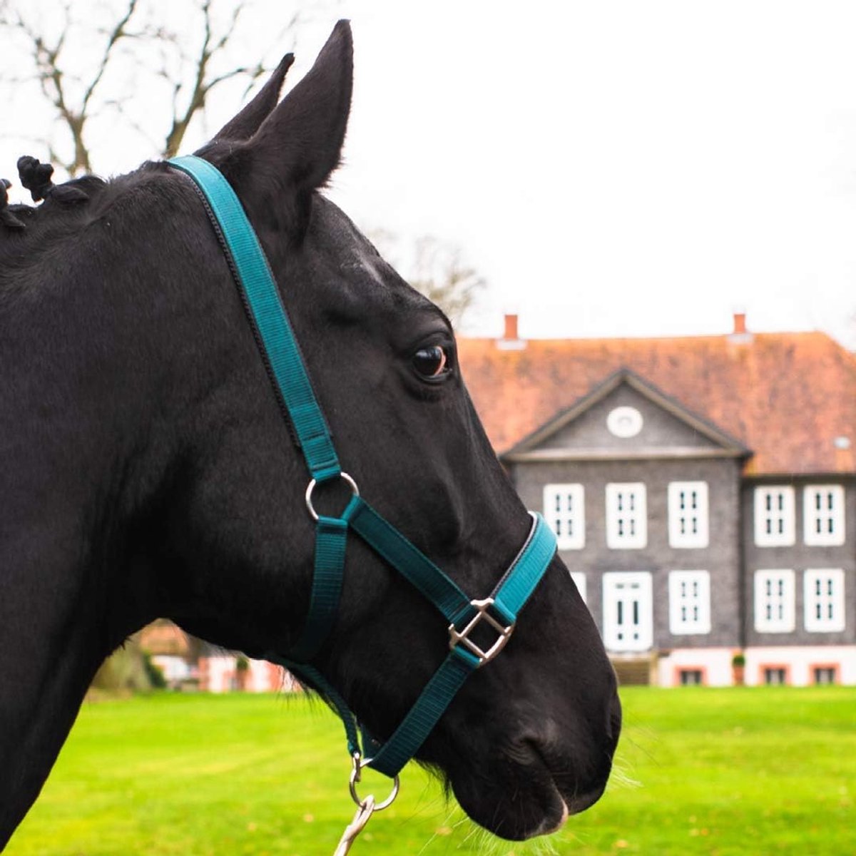 Pferdelinis Halter for warmblood, thoroughbred, cold blood, bangs, barn halter, willow dumbbell, 2-way adjustable - ShopVlot