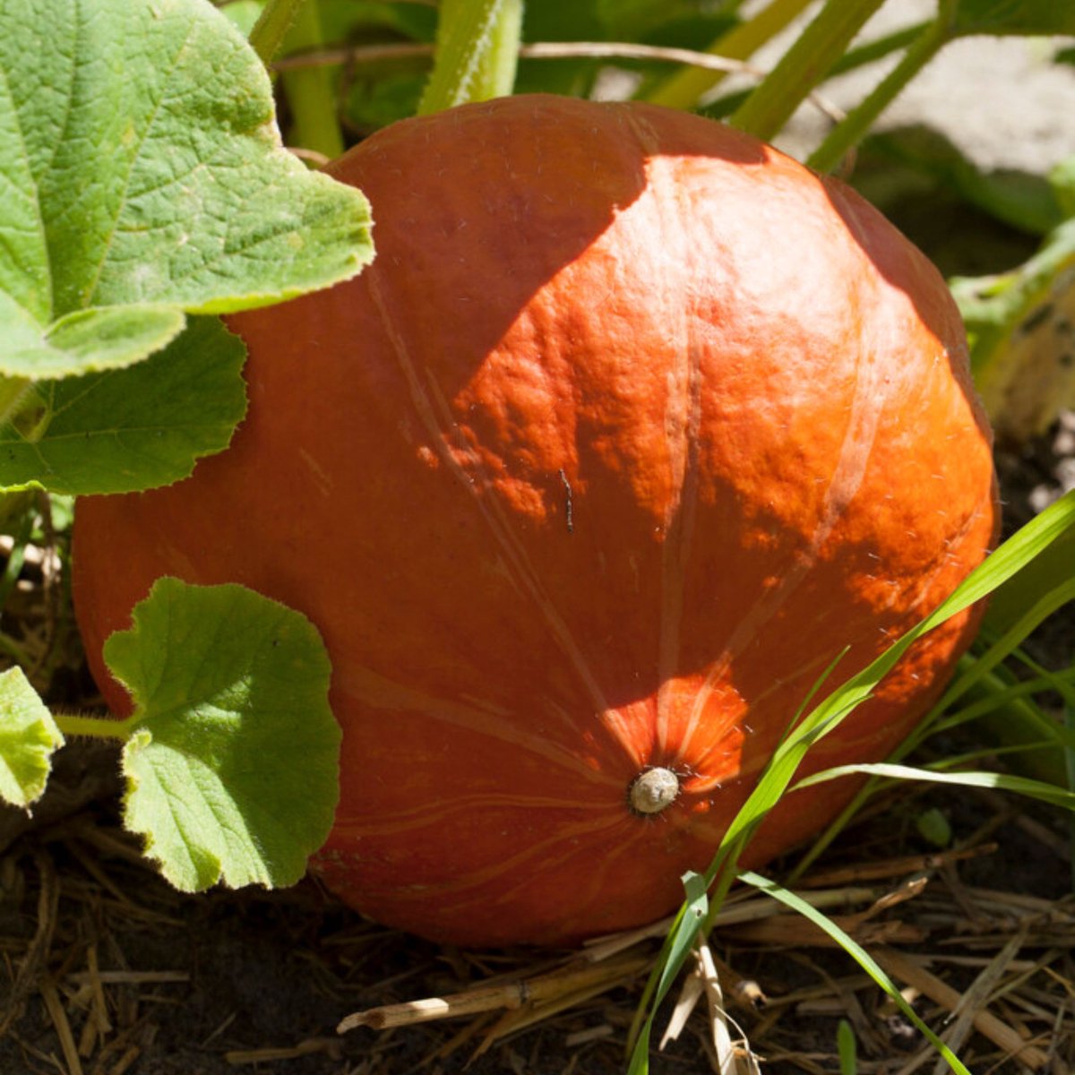Sluis Garden - Pompoen Uchiki Kuri (Oranje Zon) Biologisch