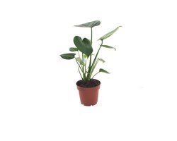 Monstera Deliciosa Tauerii | 35cm