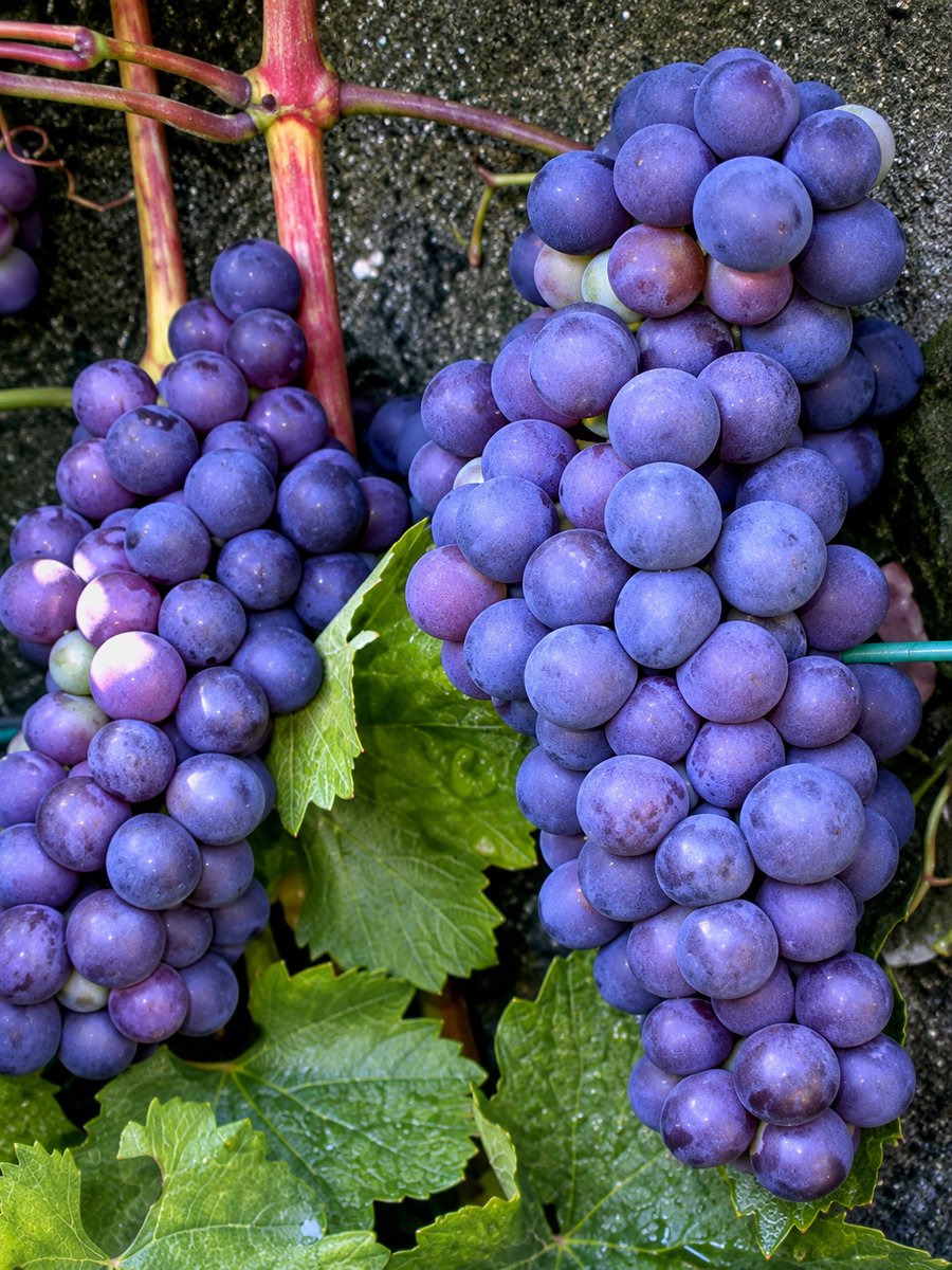Wijndruif 'Boskoop Glory' - Vitis vin. 'Boskoop Glory' | 50-60 C