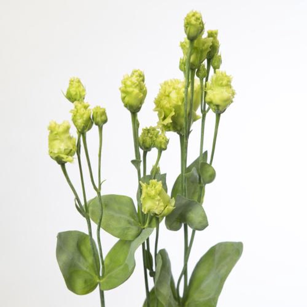 10x Eust.rosanne emerald du 70cm