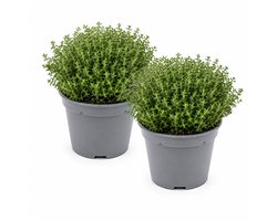 Tijm - Thymus vulgaris - duurzaam geteelde kruidenplant - kruidenplanten - 2 stuks