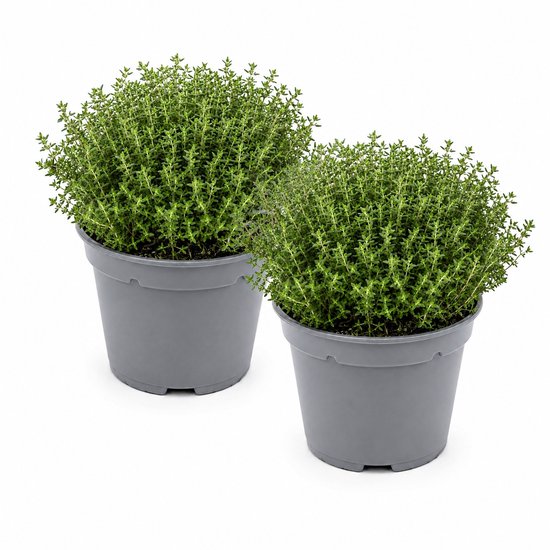 Deux pots de plants de thym taillés en vert dans des pots gris sur fond blanc.
