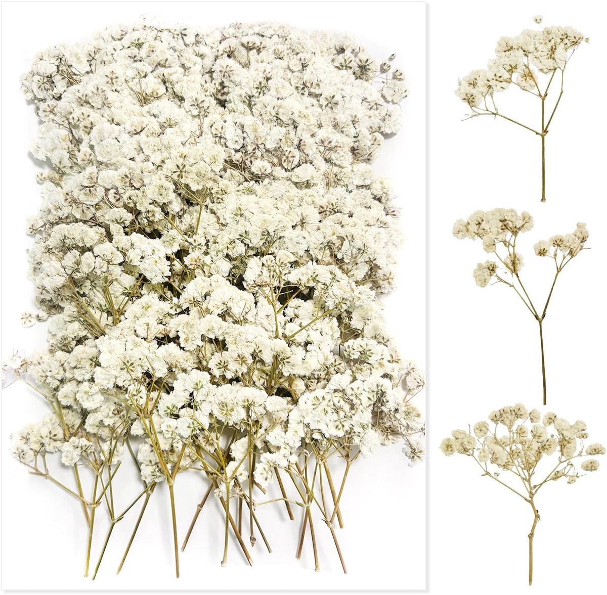 100 Stuks Gedroogde Panikulata Bloemen - Natuurlijke Decoratie voor Hobbymaterialen en Resin Sieraden