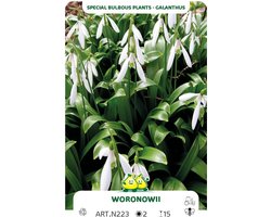 20 Bollen Galanthus Woronowii - sneeuwklokje maat 6/+