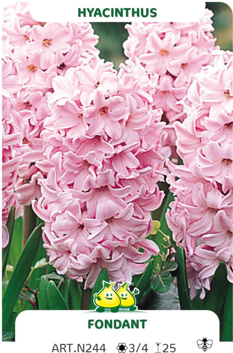 10 Bollen Hyacint Fondant maat 17/18