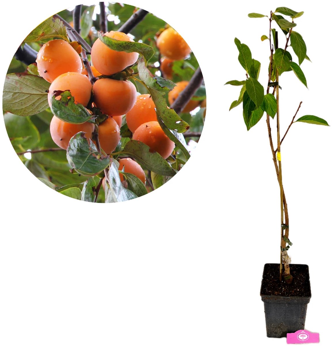 Diospyros Kaki 'Mela', Sharonfruit, 5 liter pot, Hoogte 90cm