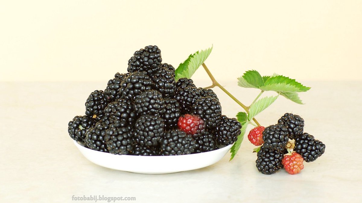 Rubus fruticosus 'Thornless Evergreen' doornloze bramenstruik, 2 liter pot