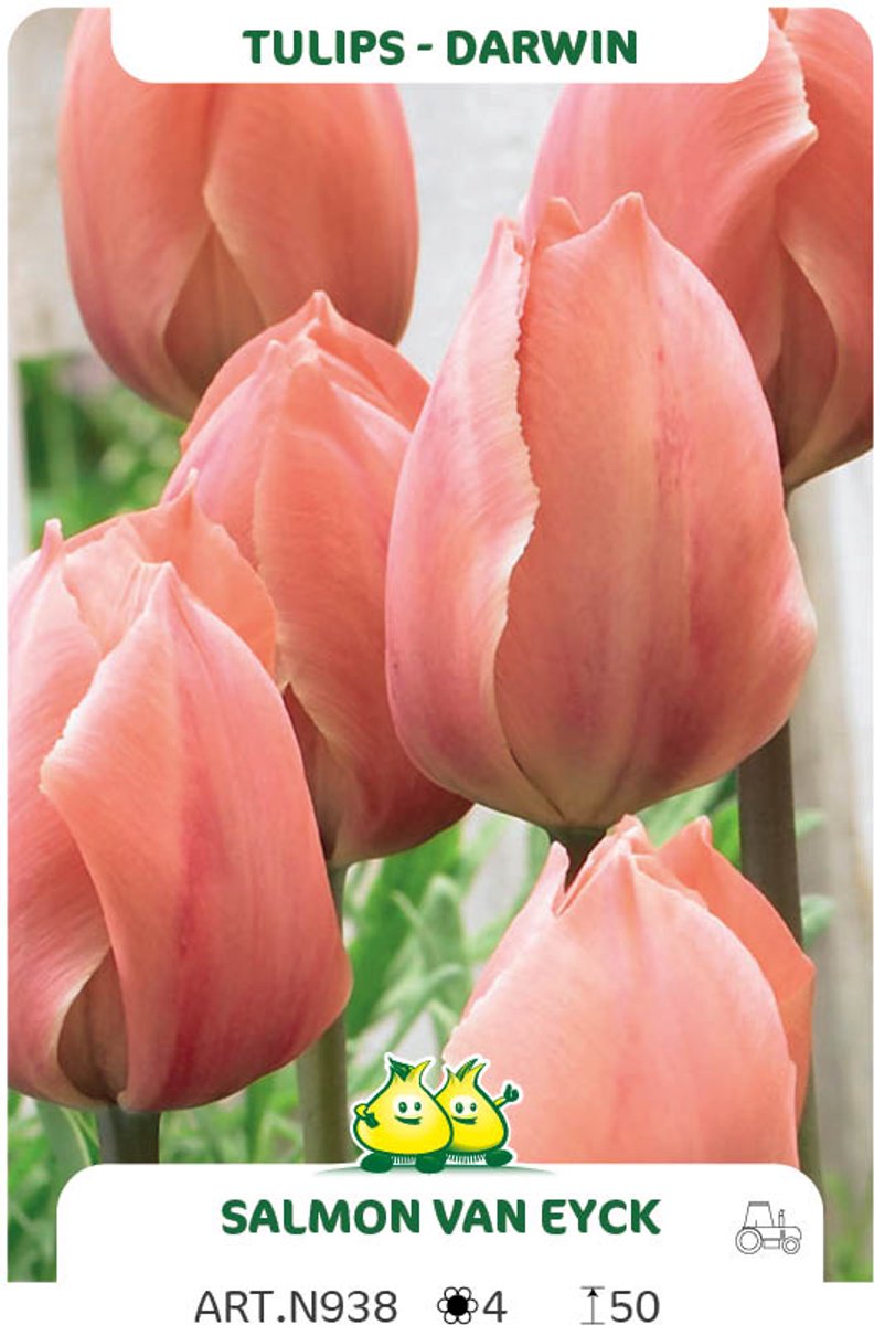 25 Bollen Darwin tulpen Salmon Van Eijck maat 12/+
