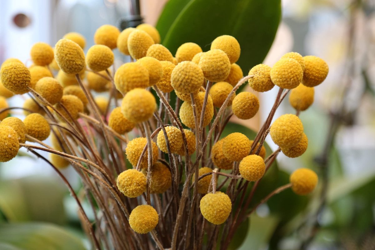 Elzusha - Craspedia Globosa Drum Sticks - 60 Stuks voor Tuin en Bloemen
