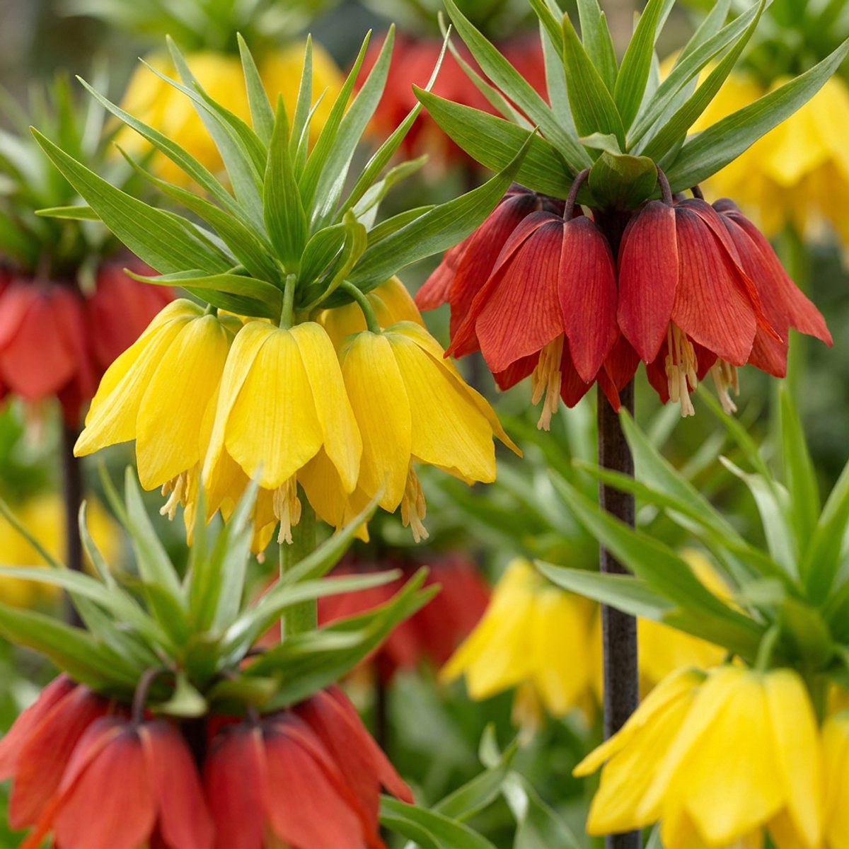 Green boutiQ - 24x Fritillaria Imperialis Mix - Keizerskroon mix - Diversen - Voorjaarsbloeier - Bolmaat 18/20