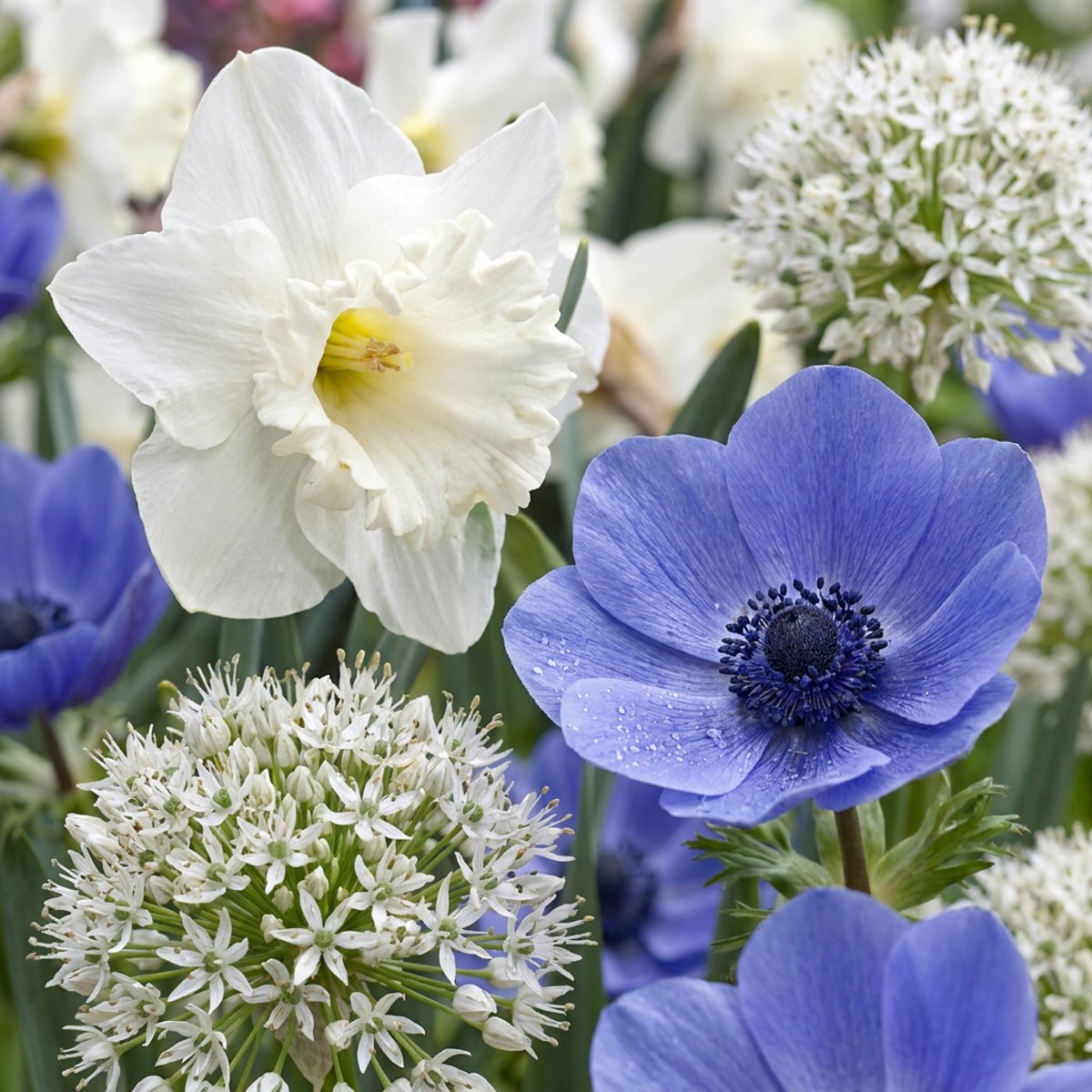 Green boutiQ - 140x Bulb Sunny Garden - Zonnige tuinbol - Diversen - Zomerbloeier - Bolmaat 10/12