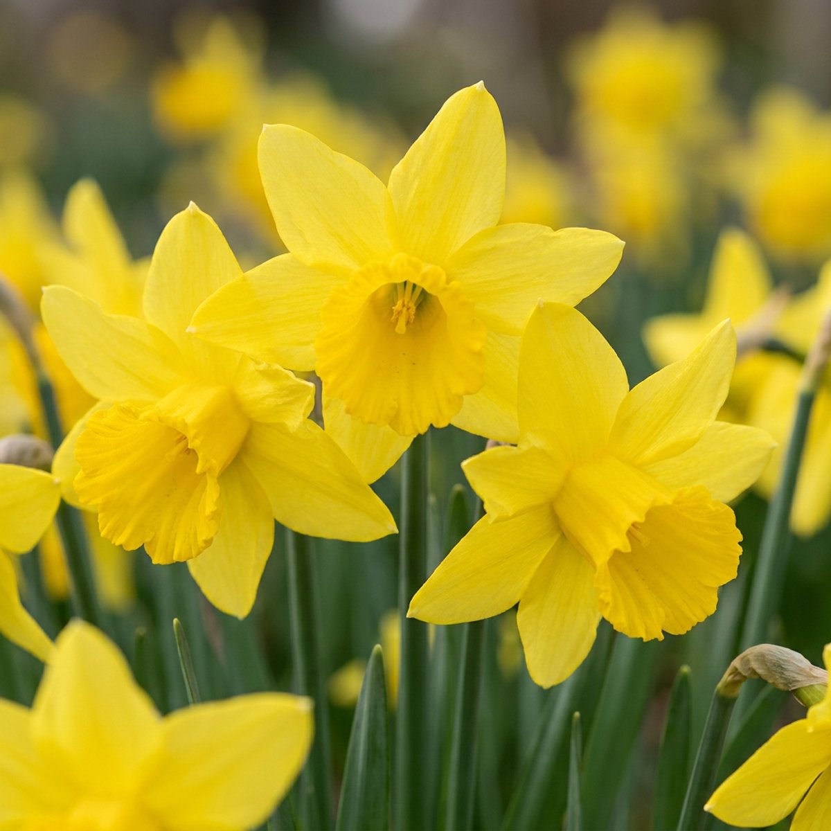 Green boutiQ - 60x Narcissus February Gold - Februarigouden narcis - Geel - Voorjaarsbloeier - Bolmaat 10/12