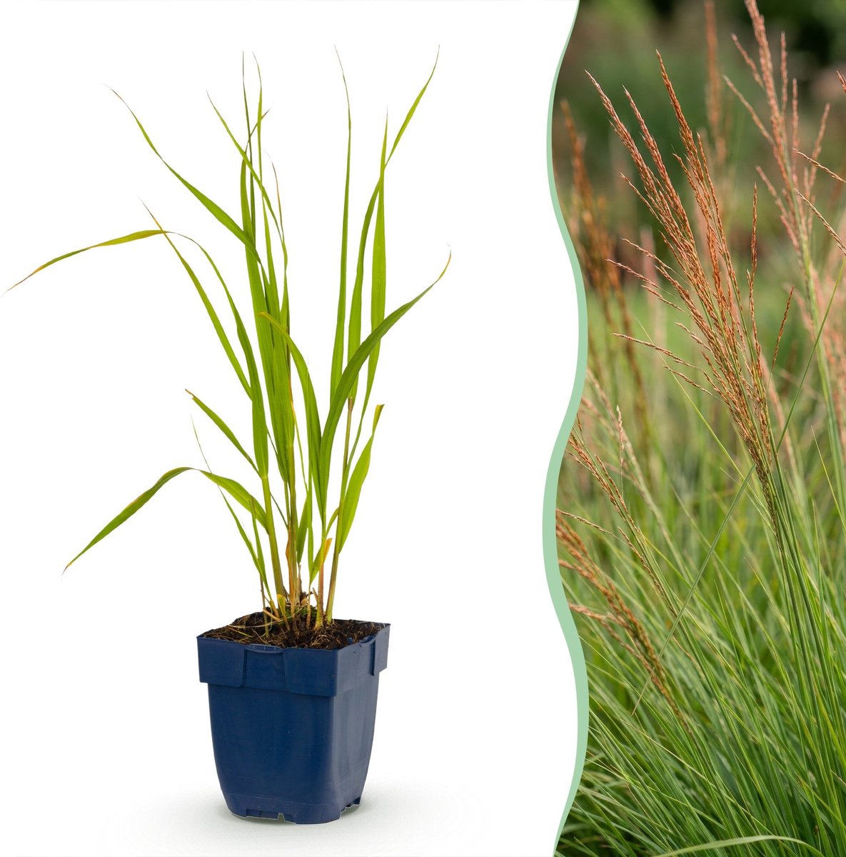 Green boutiQ - Grassen - Molinia caer. Heidebraut - Pijpestrootje - Met Pluim - Groen - 1 Plant - Pot 11cm - Hoogte 15-25cm