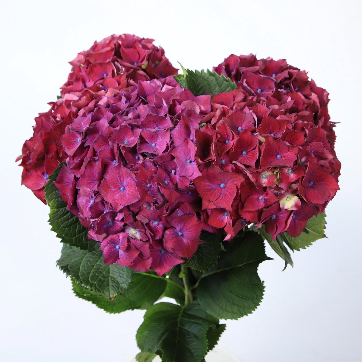 10x Hydr.mon amour purple 50cm