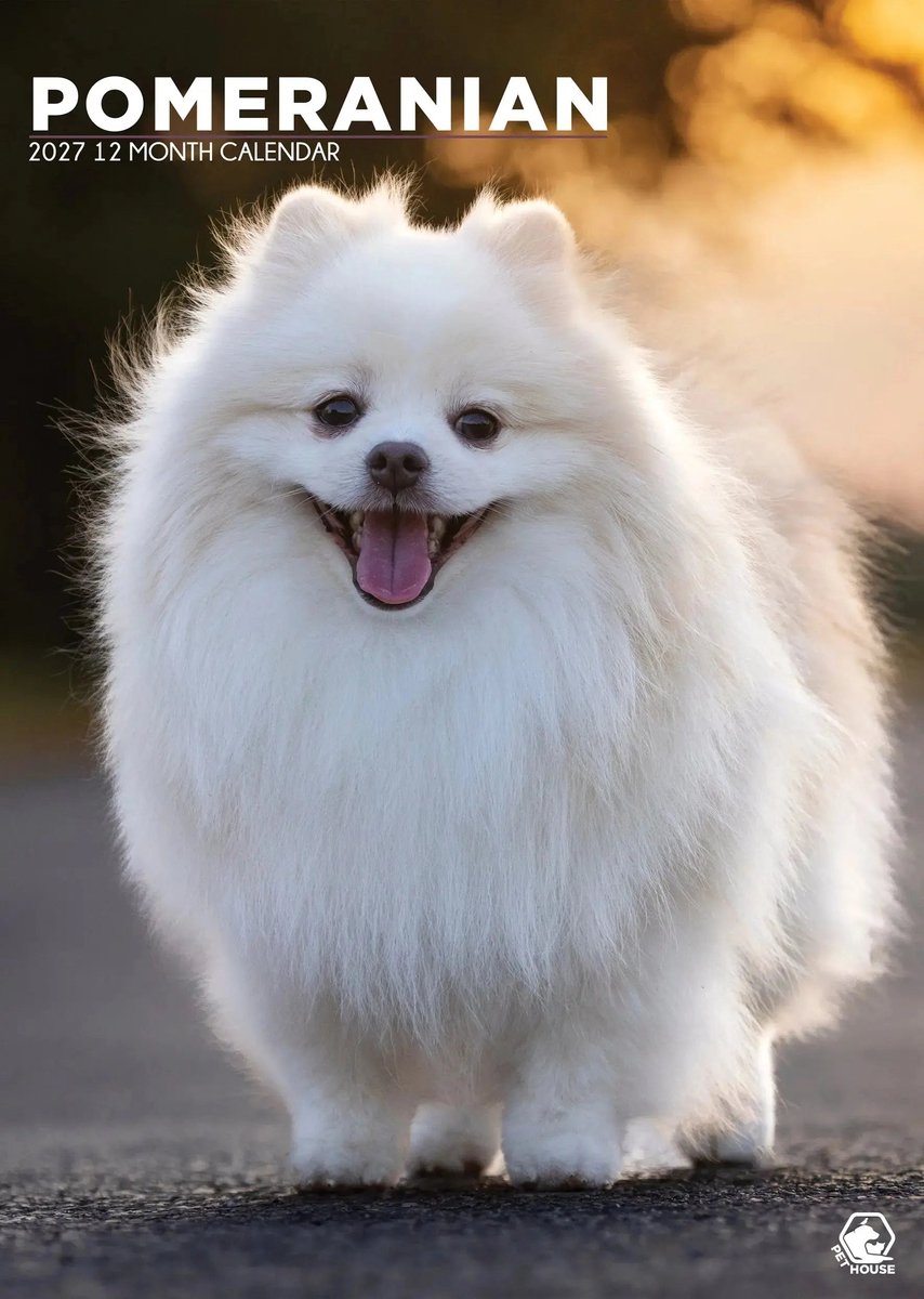 Pomeranian A3 Kalender 2027