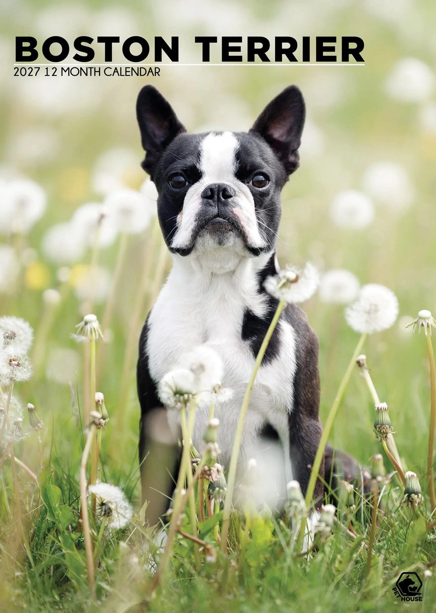 Boston Terrier A3 Kalender 2027