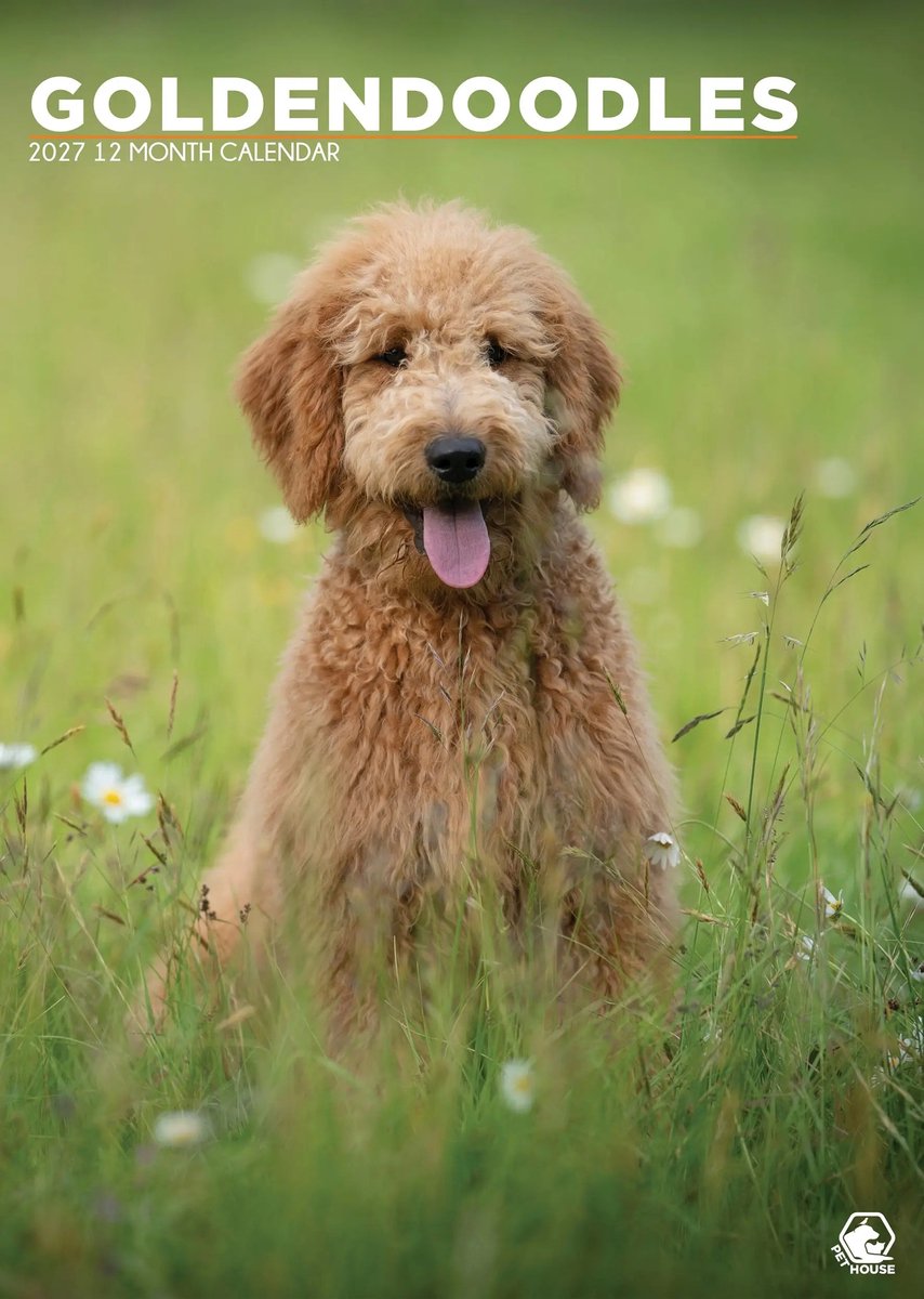 Goldendoodle A3 Kalender 2027