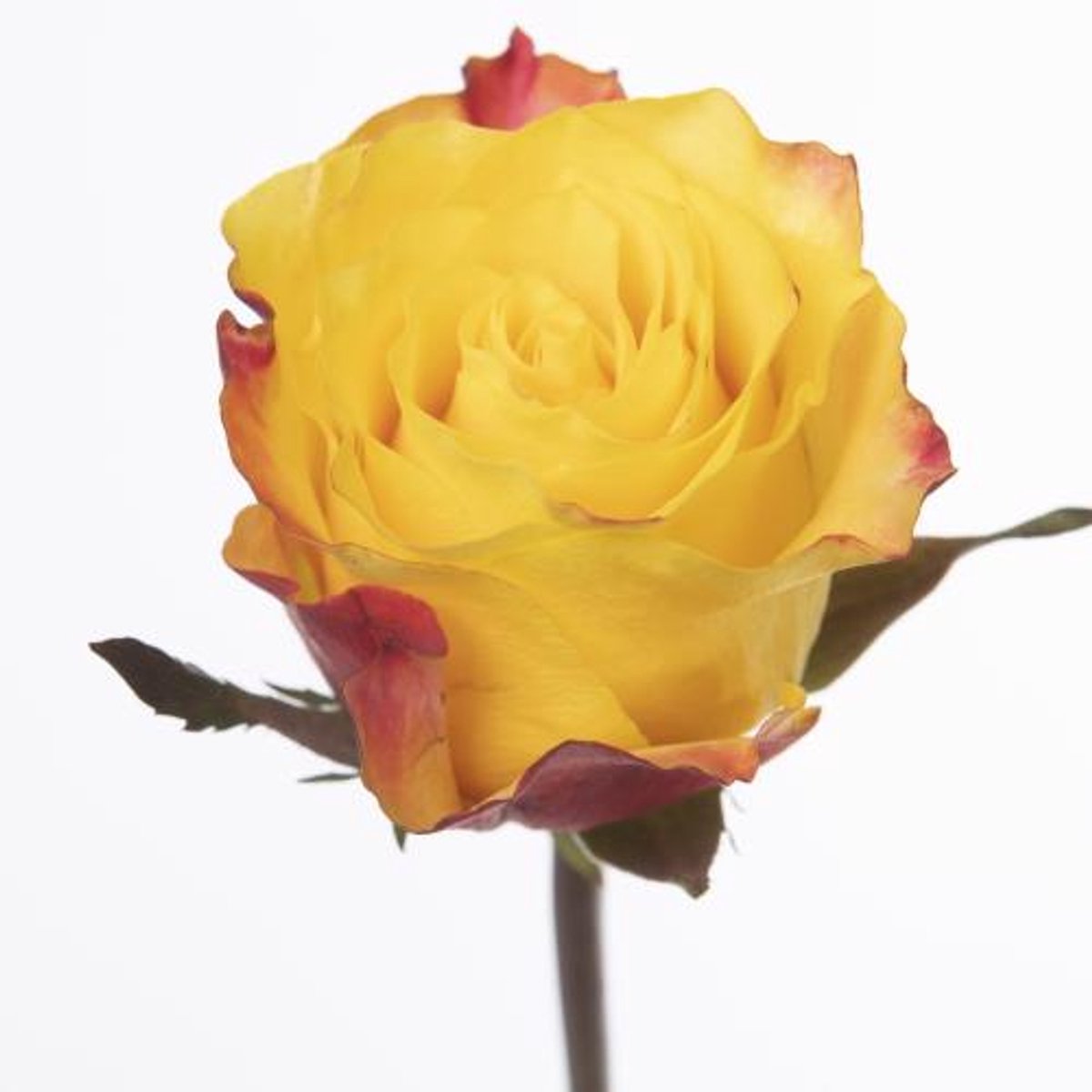 20x Rosa sunset x-pression 60cm