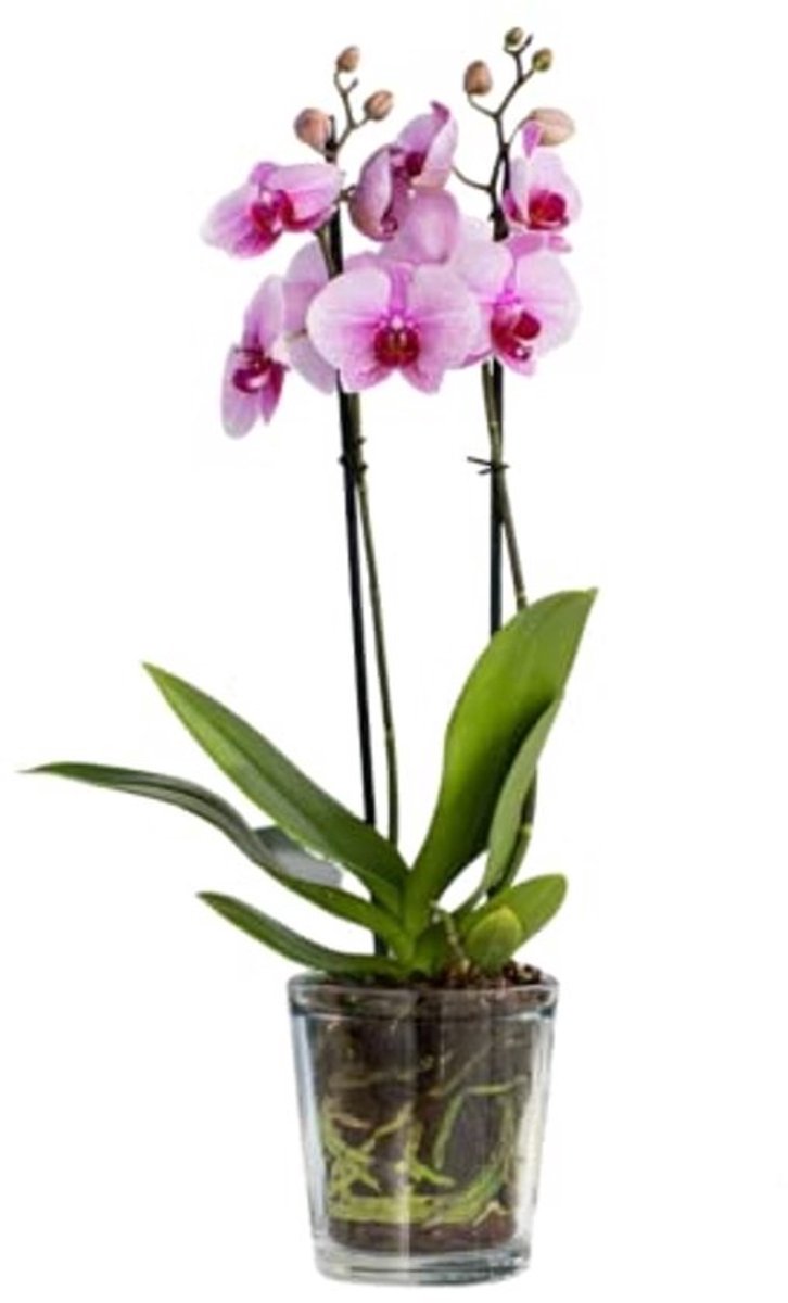 Glazen potdeksel voor orchideeën - 1000 ml - transparant - 13,5 cm