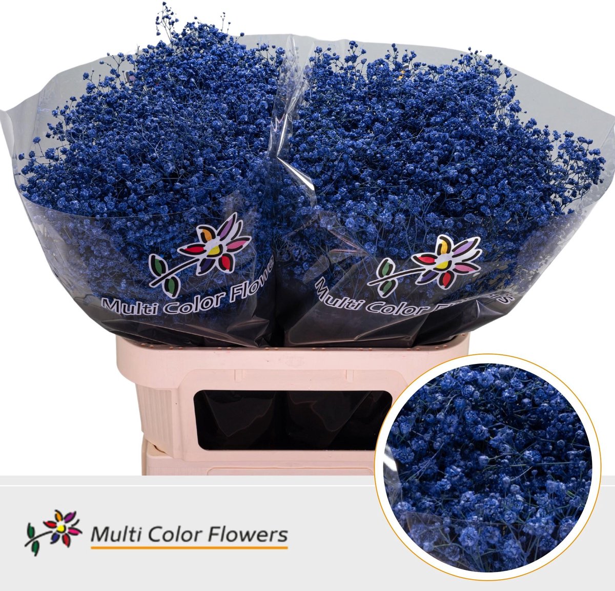 25x Gipskruid xlence blauw 80cm