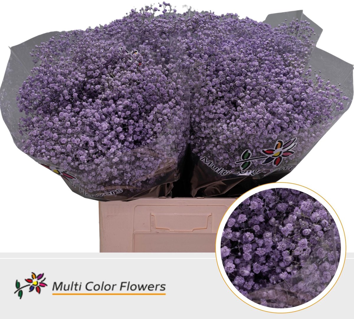 25x Gipskruid xlence milka 70cm