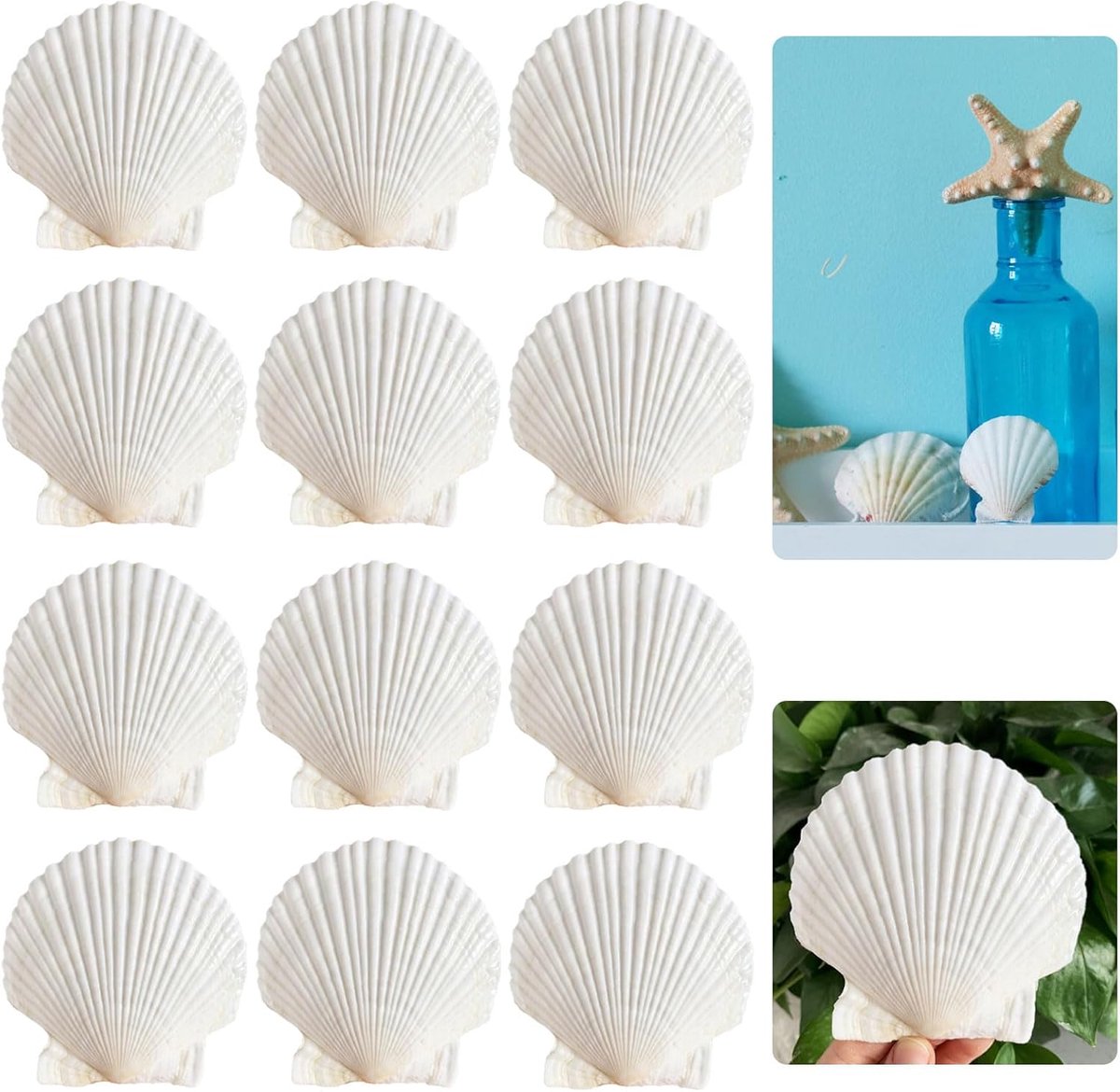 12-delige set voor het beschilderen van schelpen, schelpen, kunsthandwerk, grote witte schelpen, beschilderde schelpen, windklokken, schelpen voor grill (10-11 cm)