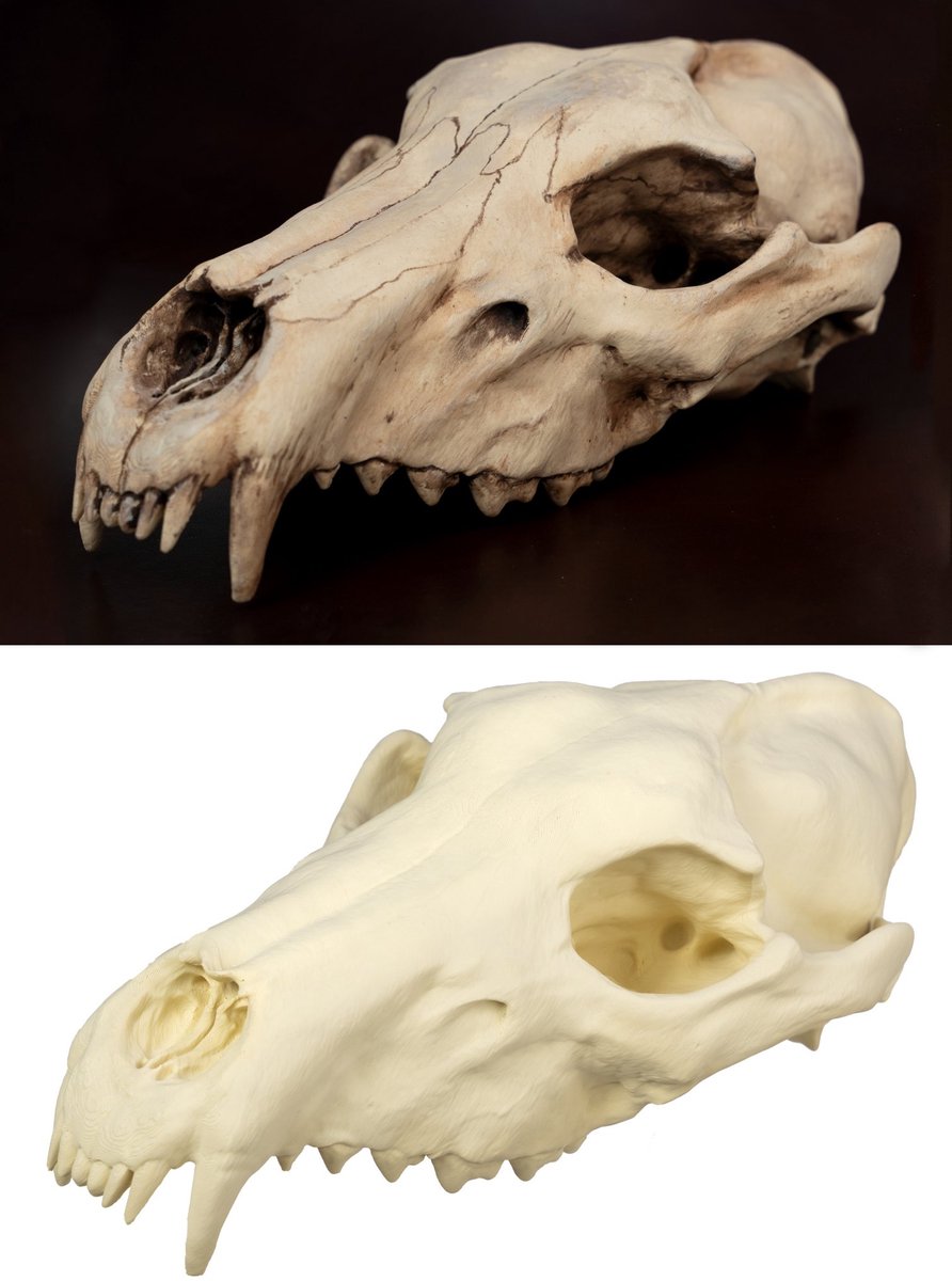 3D-print wolfsschedel om zelf te beschilderen (25 cm)