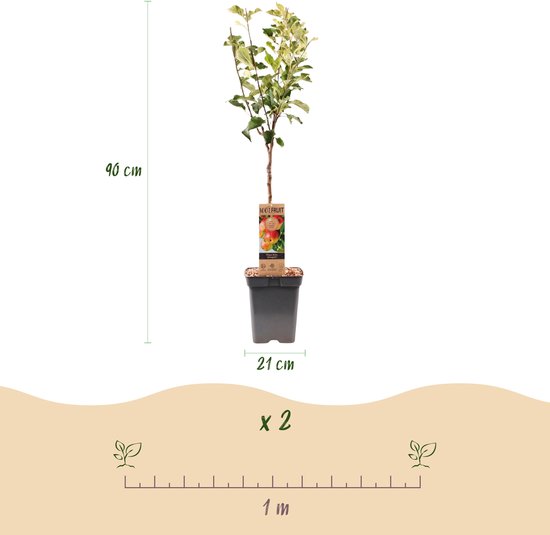 Appelboom 'Jonagold' van 90cm hoog en 21cm breed in een zwarte pot, met indicatie van de maat.