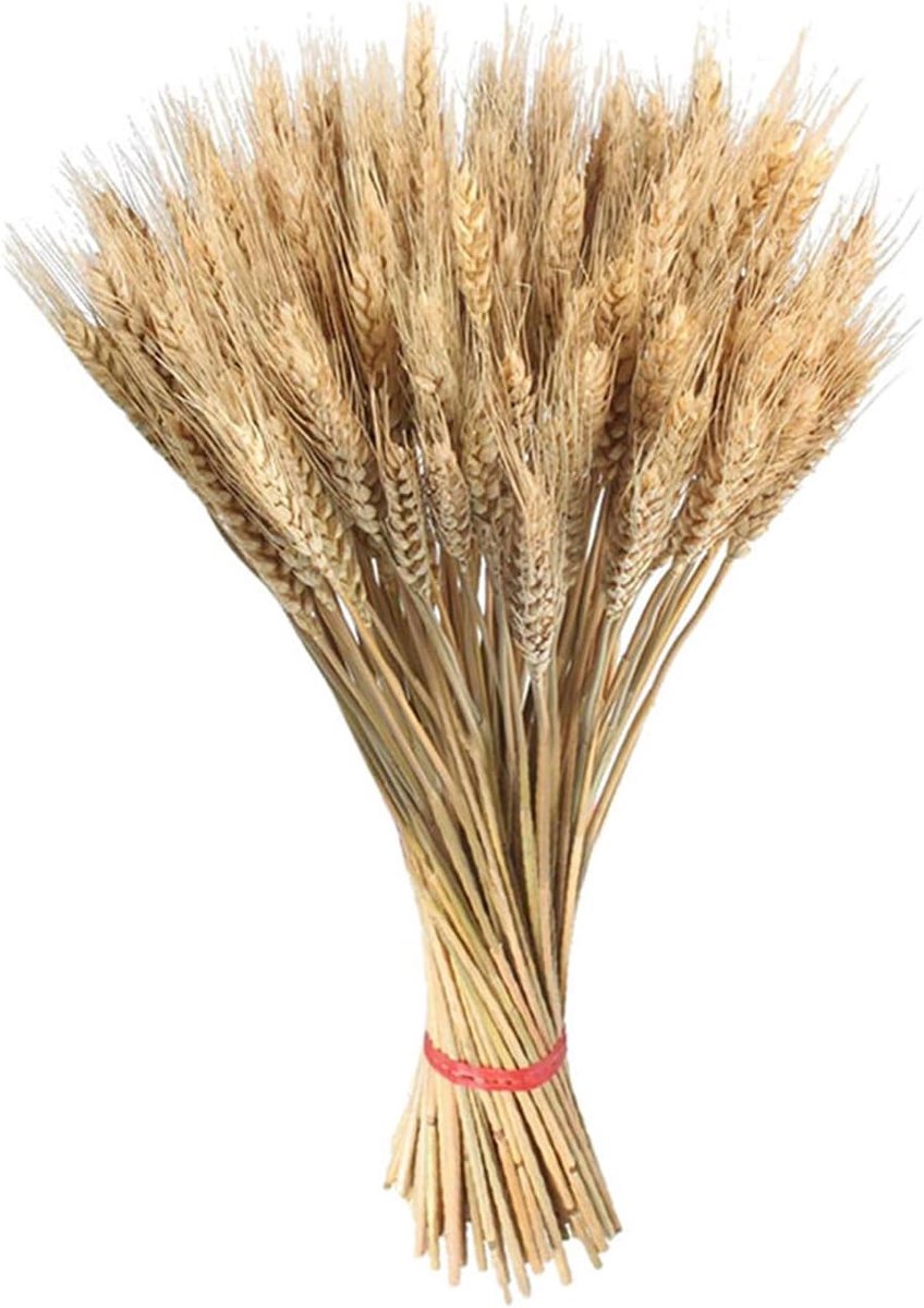 Gedroogde Tarwestengels - Natuurlijke Decoratie - Huis Verfraaien - Rustieke Elegantie - 55 cm - Goudkleurig