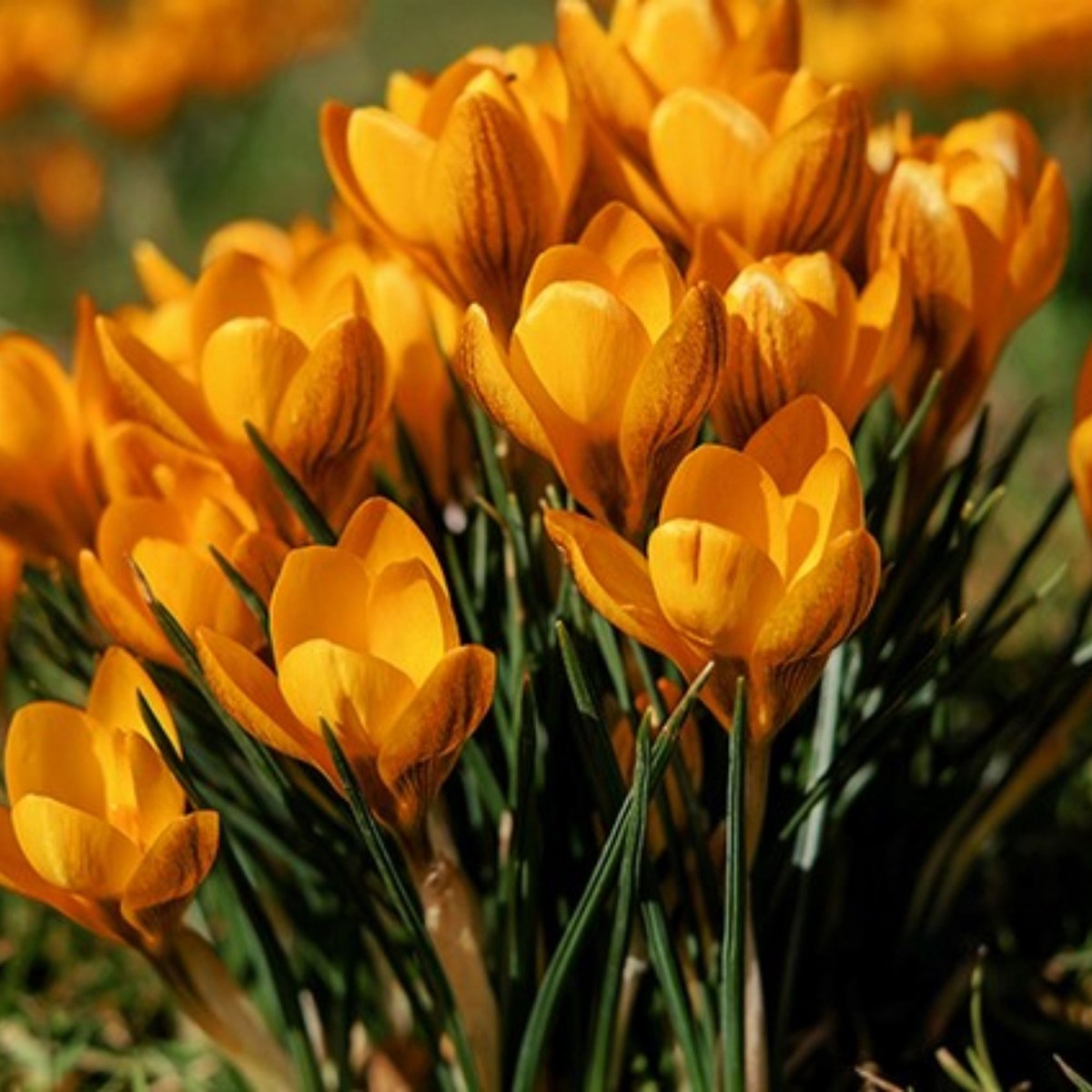 Gele krokus (Crocus Chrysanthus) - Krokus Orange Monarch - Crocus - Bijen-Vlinders - Voorjaarsbollen - bloeit in Februari / Maart