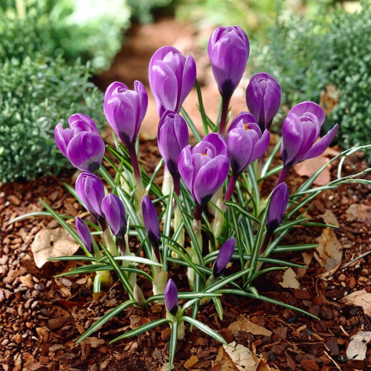 Voorjaarskrokus (Crocus Vernus) - Krokus Grand Maitre - Crocus - Bijen-Vlinders - Voorjaarsbollen - bloeit in Februari / Maart
