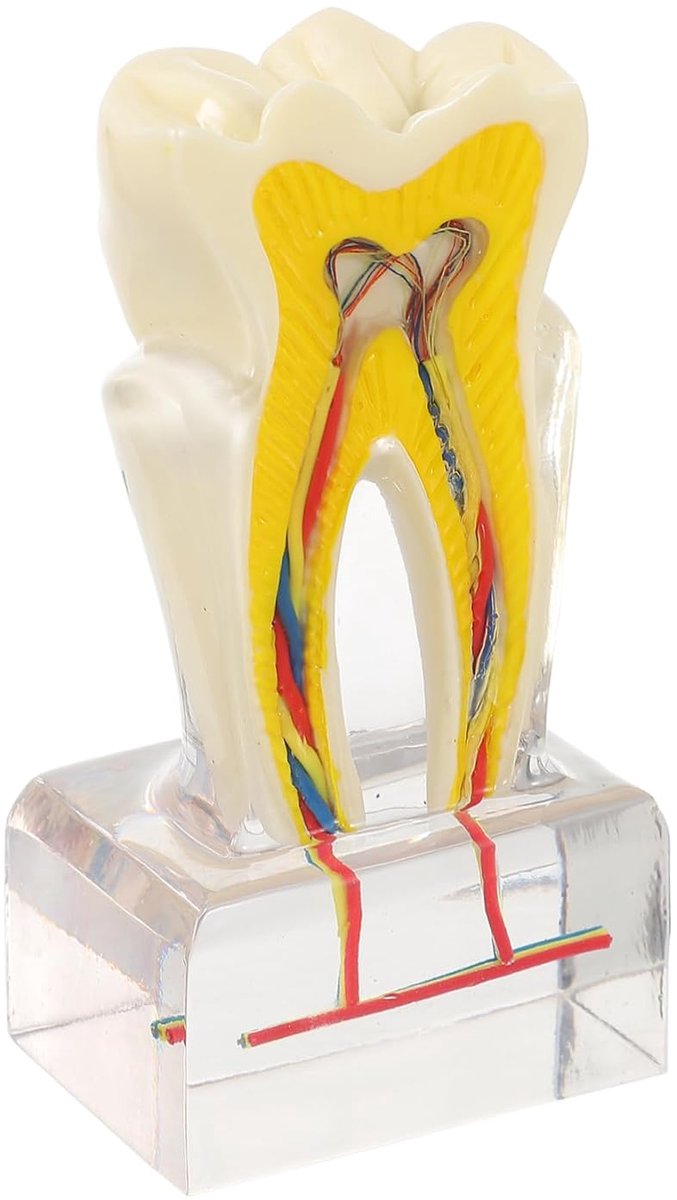 Tanden Model - Anatomisch Model - Educatieve Demonstratie - 6x Vergroot - 13.5 cm - Wit