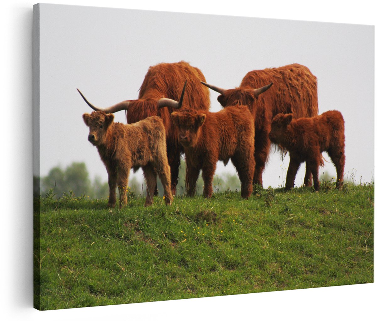 Artaza Canvas Schilderij Schotse Hooglander Familie - 180x120 cm - Groot - Foto Op Canvas - Wanddecoratie Woonkamer