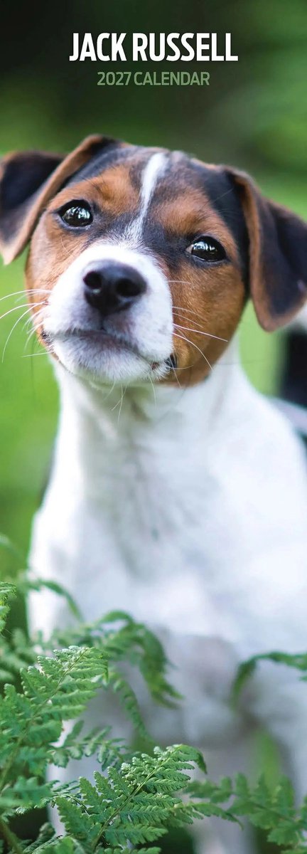 Jack Russell Terrier Kalender 2027 Slimline