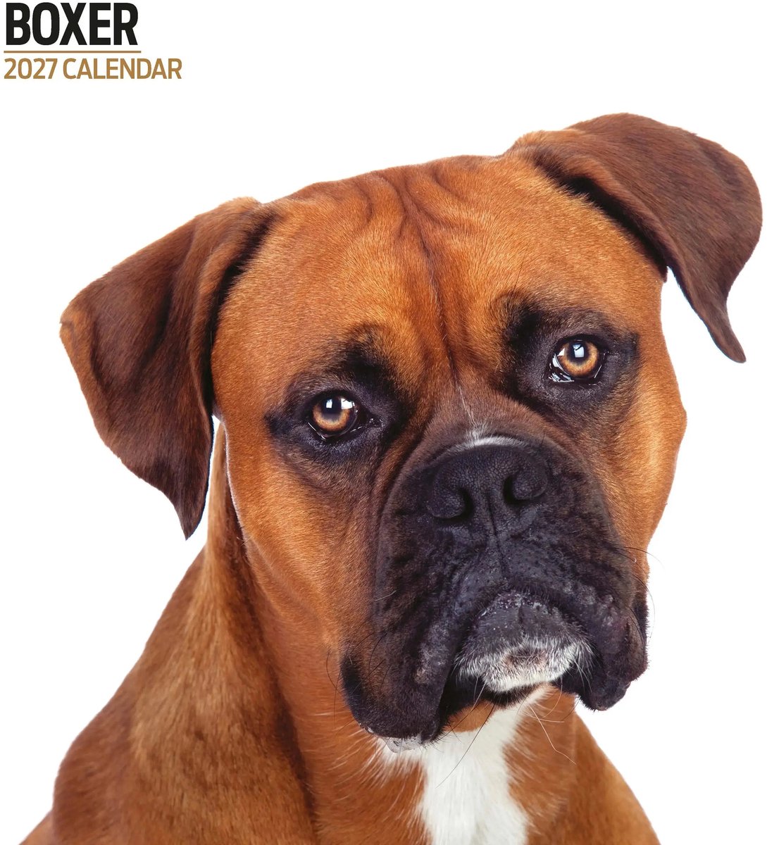 Boxer Modern Kalender 2027