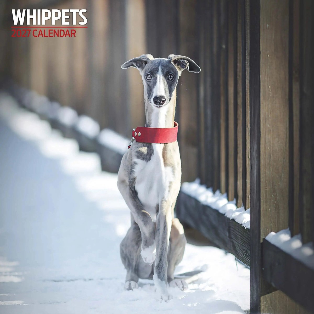 Whippet Kalender 2027