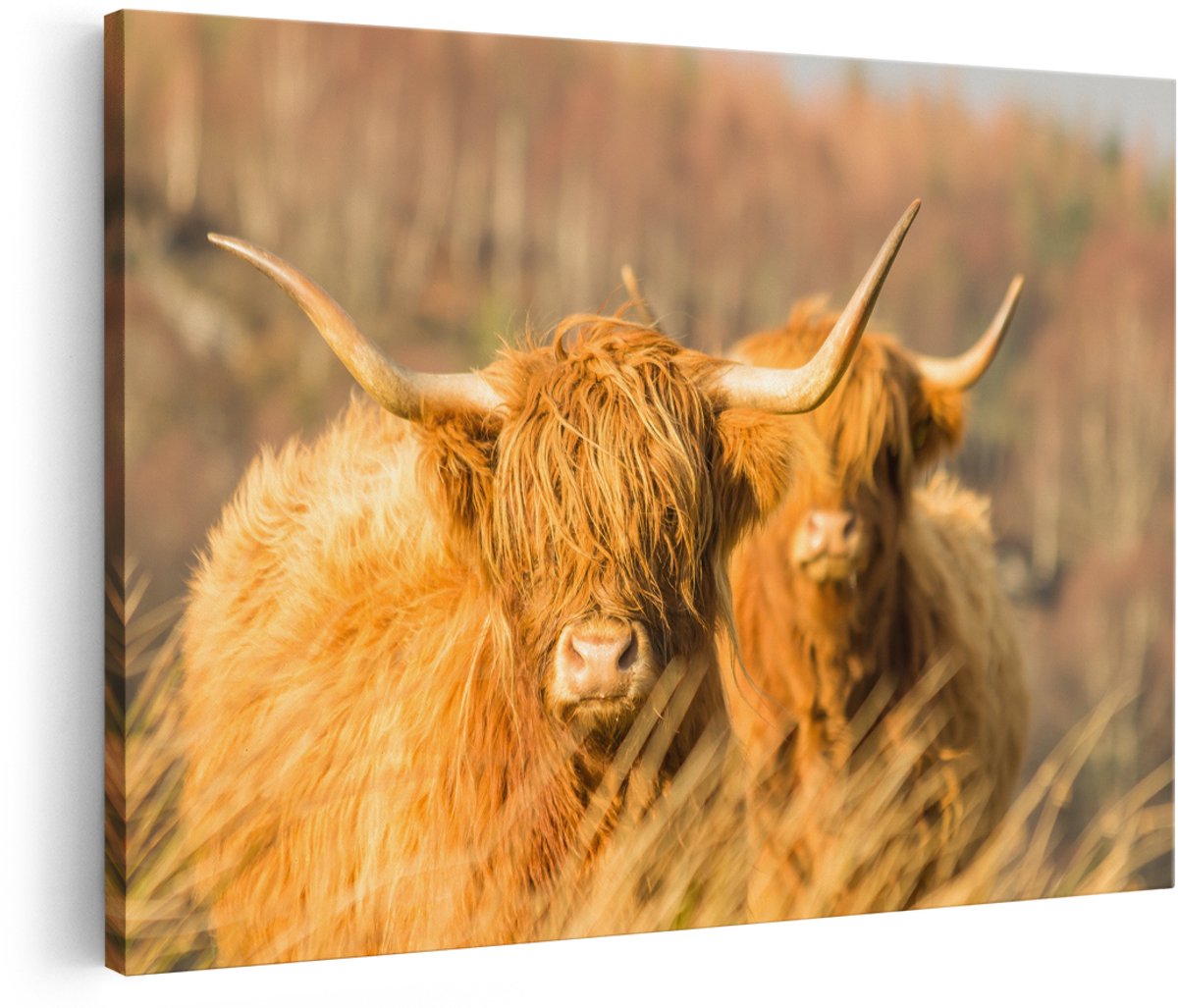 Artaza Canvas Schilderij Twee Schotse Hooglanders in de Zon - 150x100 cm - Groot - Foto Op Canvas - Wanddecoratie Woonkamer