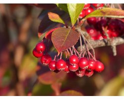 Set van 4 Appelbessen - Aronia arbutifolia 'Brilliant' - Hoogte 25cm - 9cm pot