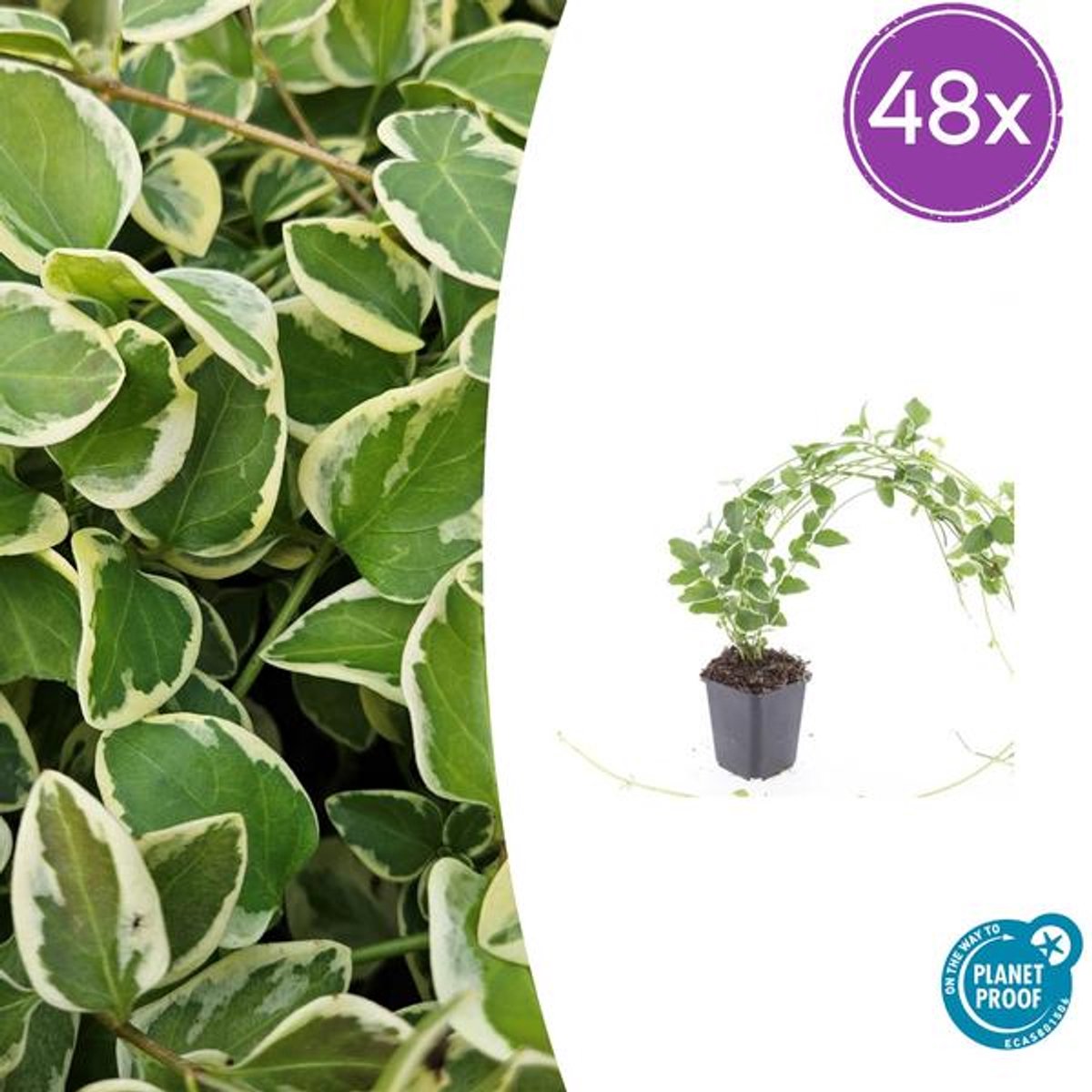 48x Vinca major 'Variegata' - 10-25cm - Ø9cm