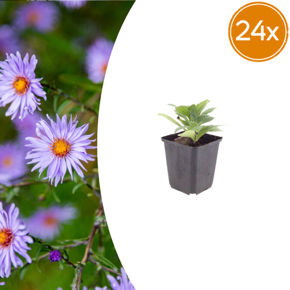 24x Aster frikartii 'Monch' - 10-25cm - Ø9cm
