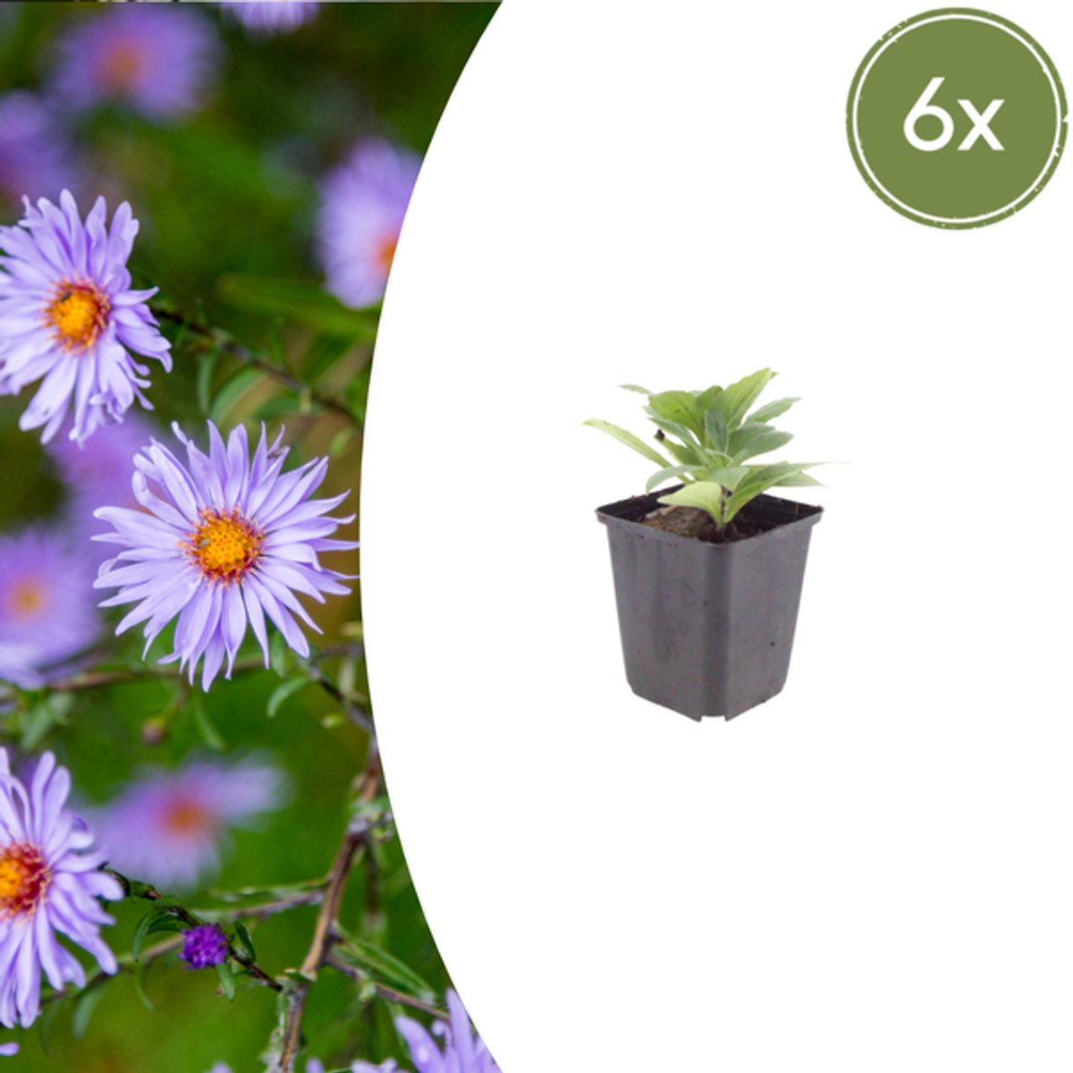 6x Aster frikartii 'Monch' - 10-25cm - Ø9cm