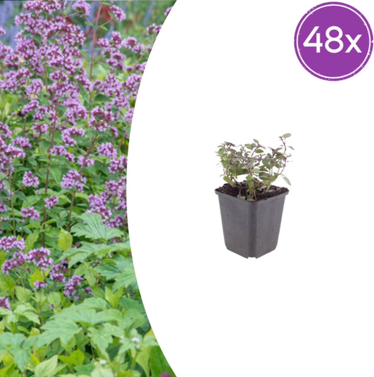 48x Origanum laevigatum 'Herrenhausen' - 10-25cm - Ø9cm