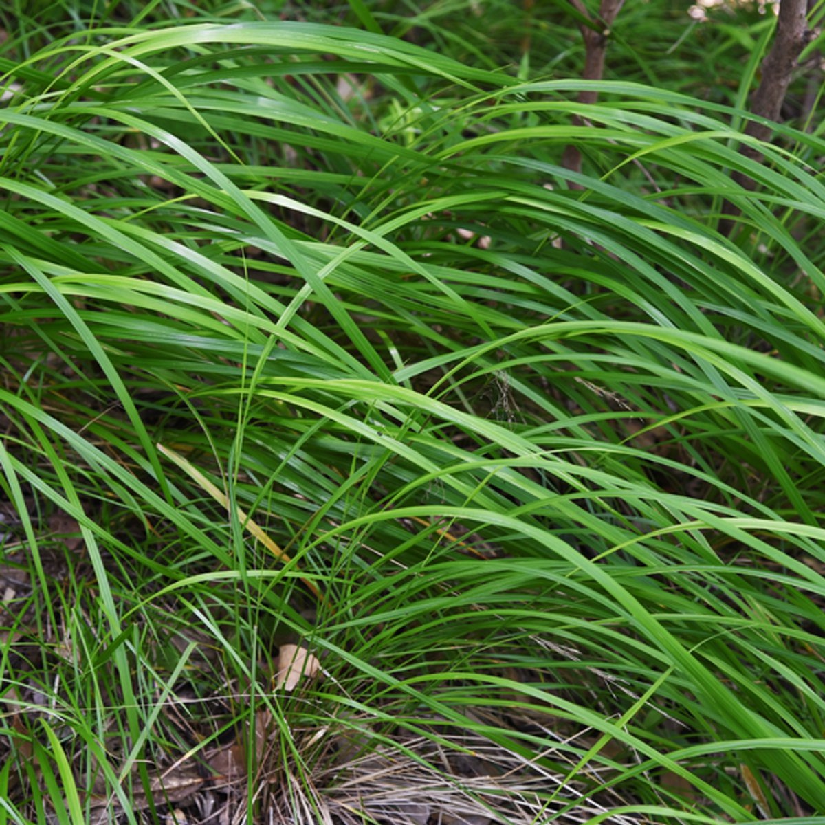 60x Carex morrowii - 10-25cm - Ø9cm