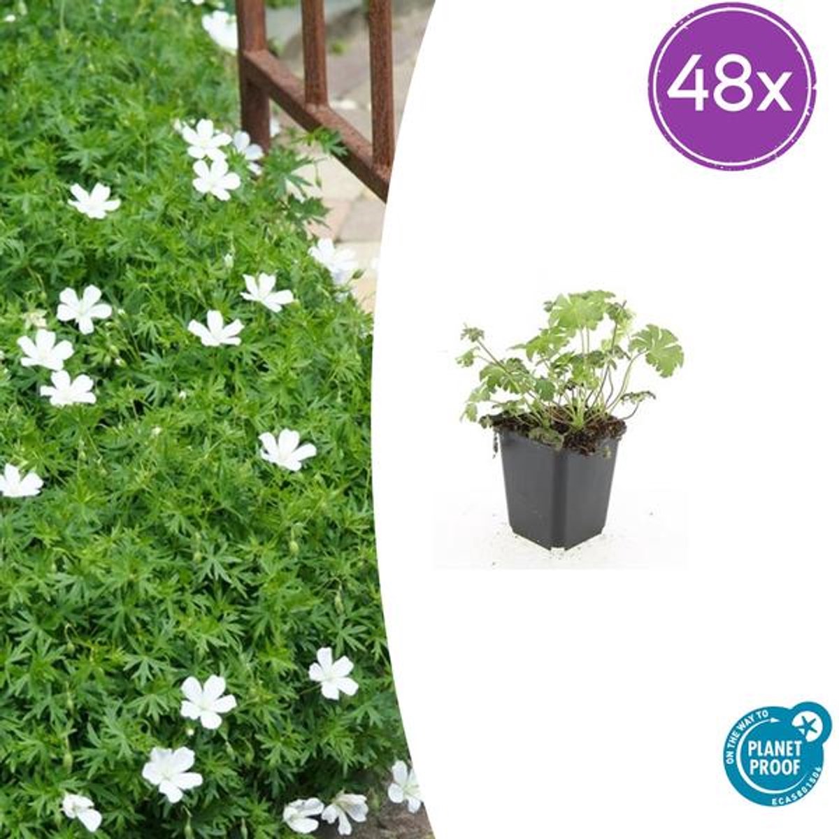 48x Geranium sang. 'Album' - 10-25cm - Ø9cm