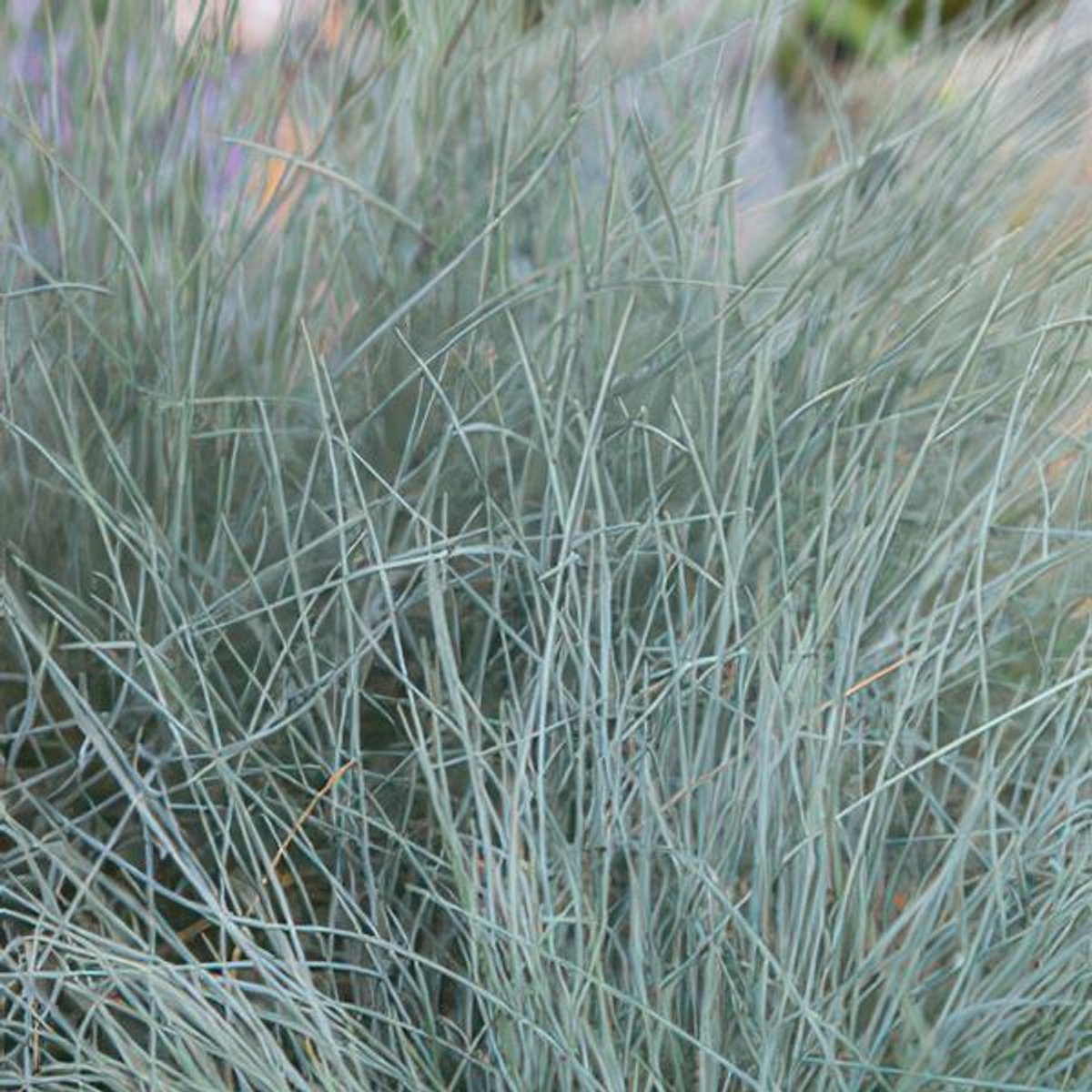 24x Festuca glauca 'Elijah Bleu' - 10-25cm - Ø9cm