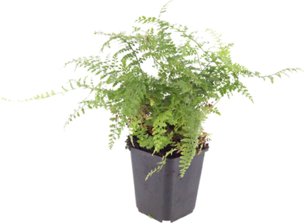 24x Polystichum set. 'Herrenhausen'- 10-25cm - Ø9cm