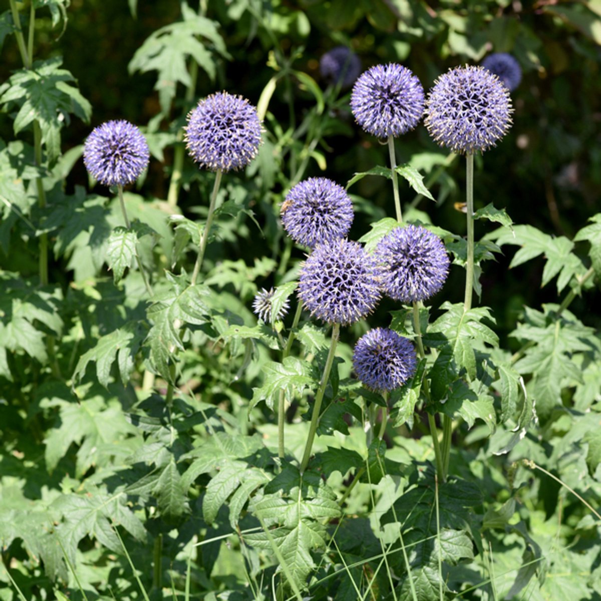 60x Echinops ritro - 10-25cm - Ø9cm
