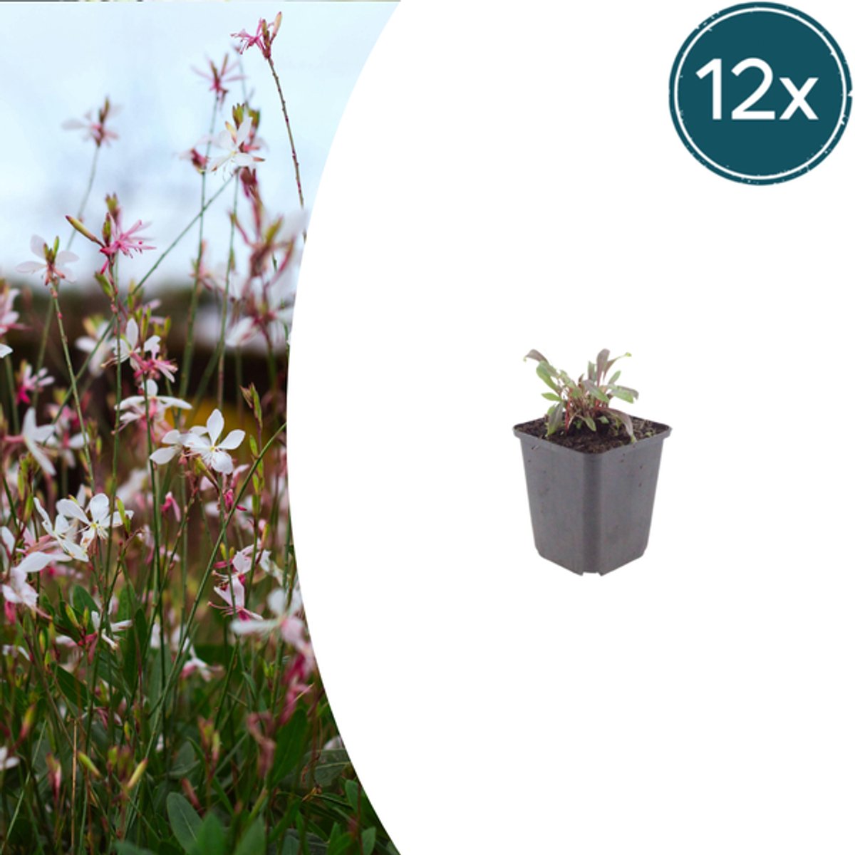 12x Gaura l. 'Siskiyou Pink' - 10-25cm - Ø9cm