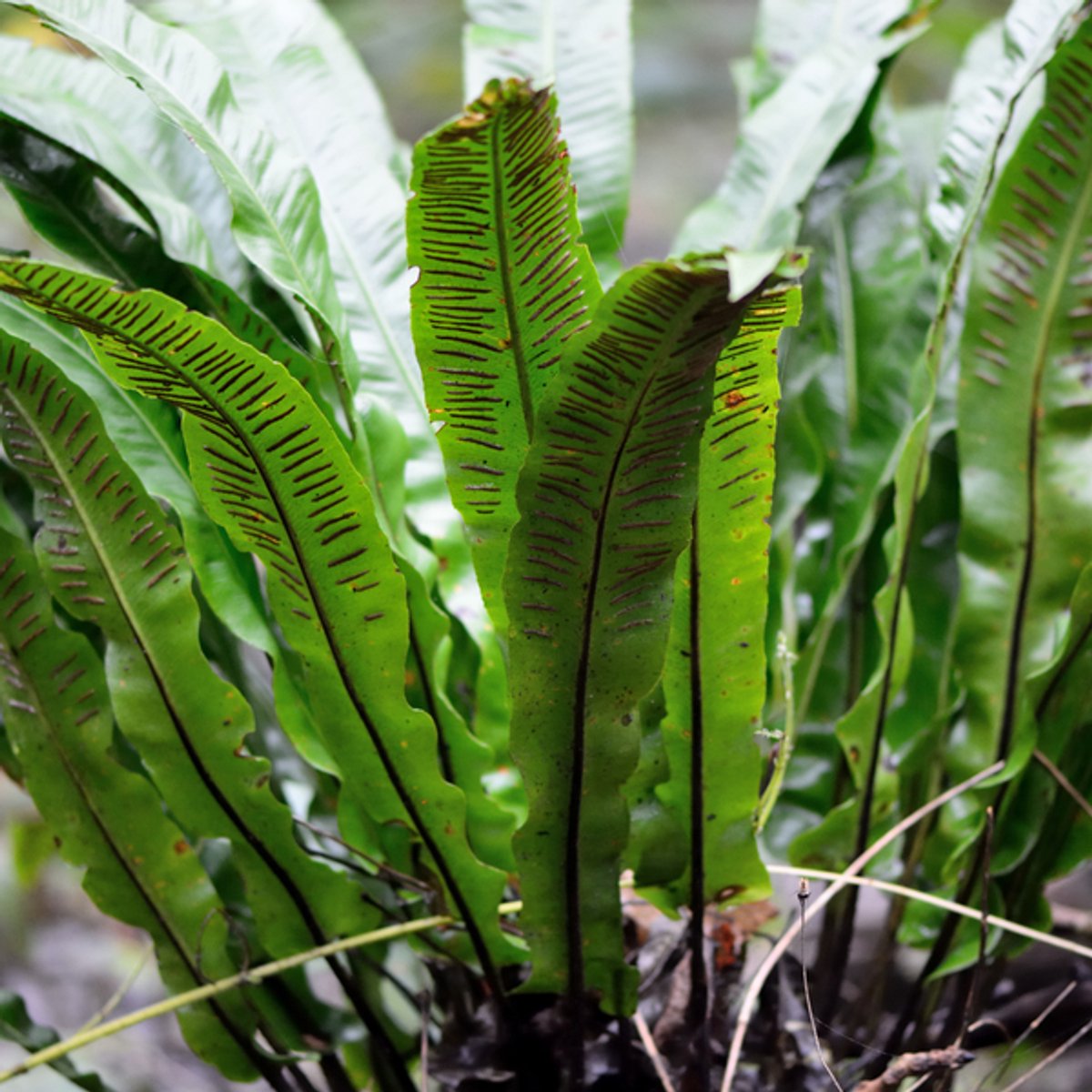 60x Asplenium scolopendrium - 10-25cm - Ø9cm